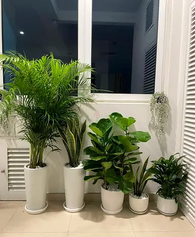 Beautiful Indoor Plant Collection for Your Home