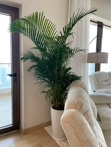 Stylish Indoor Plant with Elegant Pot