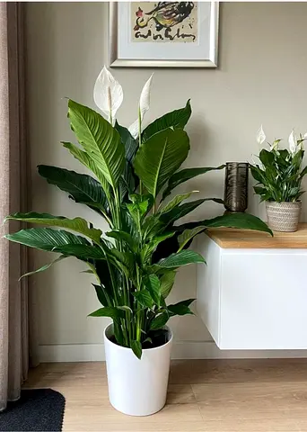 Elegant Peace Lily Plant to Brighten Your Home