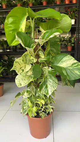 Queen Marble Money Plant – 120cm | Indoor Air-Purifying Beauty
