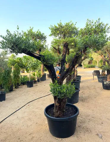 Bonsai-Style Spanish Olive Tree – Multi-Head | Premium Landscape Feature