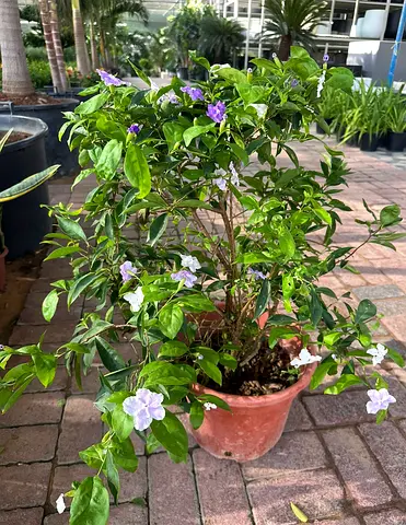 Brunfelsia Pauciflora – Yesterday, Today  Tomorrow Plant