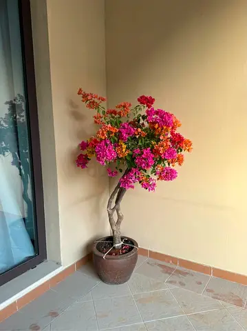 Vibrant Bougainvillea Potted Plant for Your Outdoor Space