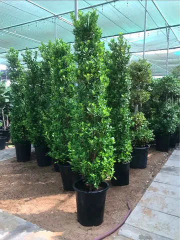 Lush green ficus cone 1.8m tall