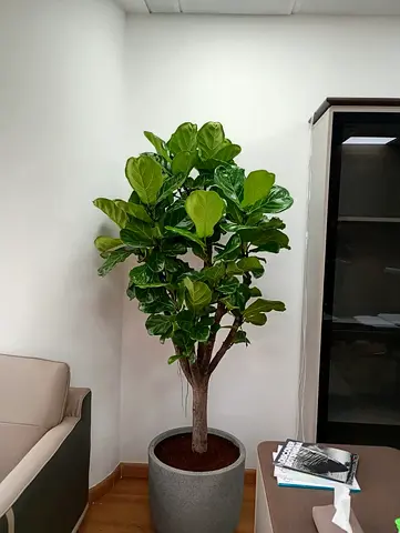 Fiddle Leaf Fig Tree