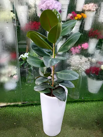 Beautiful Indoor Rubber Plant in Modern Pot