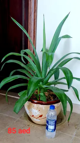 Plants with pot
