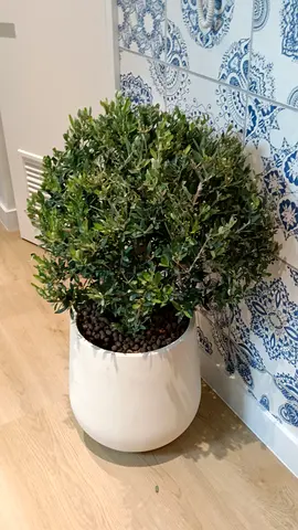 Elegant Indoor Plant in Modern Planter