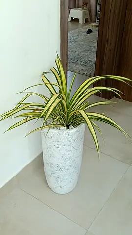 Stylish Decorative Indoor Plant with Elegant Pot