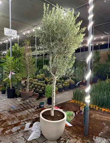 Elegant Olive Tree in Pot - Perfect for Your Garden or Home Décor!