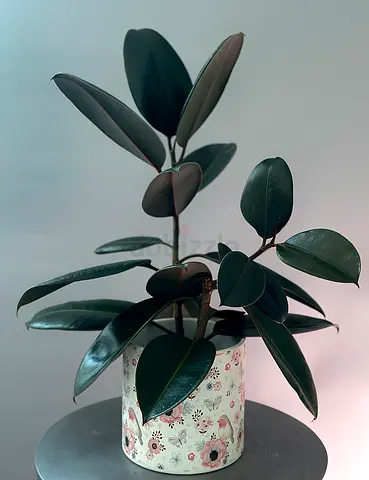 Beautiful Rubber Plant in Decorative Pot