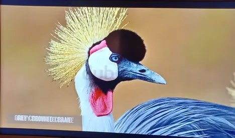 SUMSUNG 48 INCH 4K uHD video awall UDE