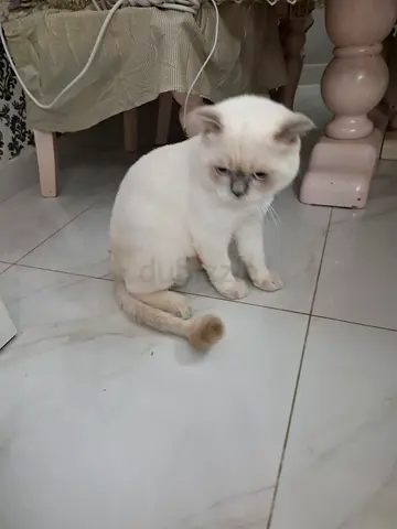 Adorable White Kitten Looking for a Loving Home