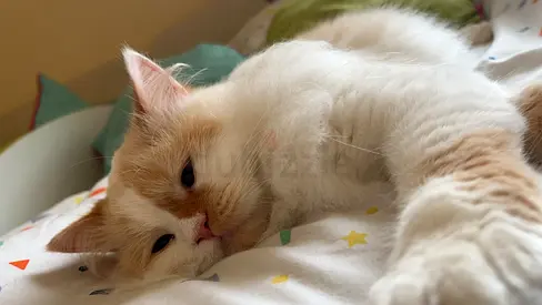 Adorable female cat