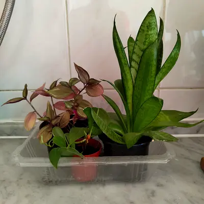 Indoor Plants - AED 15 each