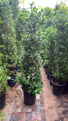 Lush Green Indoor/Outdoor Ficus Plant - Perfect for Your Garden