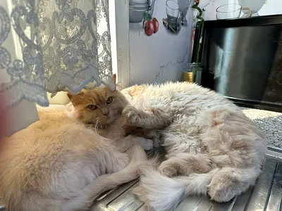 Two Cats sisters free for adoption one or two together