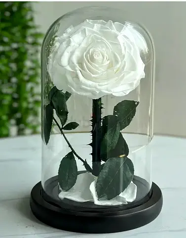 White Forever Rose