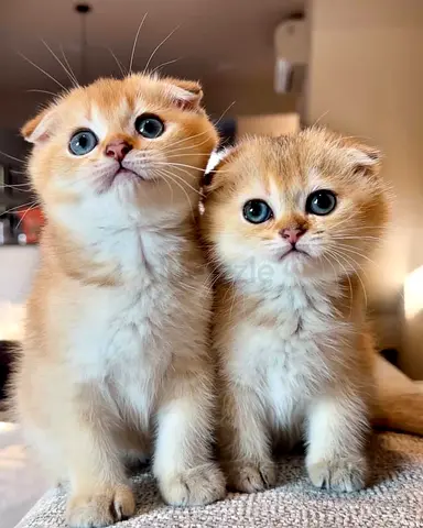 Cut Scottish fold kittens
