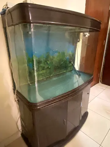 Elegant Aquarium for Your Aquatic Friends
