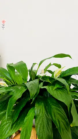 Lush Indoor Plant for a Green Haven