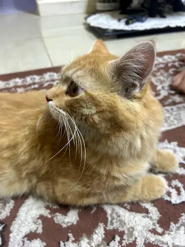 Adorable Ginger Cat Looking for a Loving Home