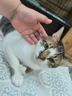 Pets online 873 Pets in Abu Dhabi price list dubizzle Page-12