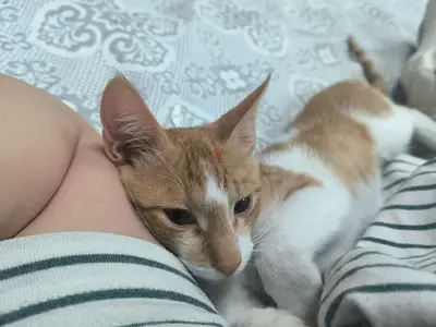 Urgent!!! Sweet affetionate male kitten vaccinated neutered for free adoption