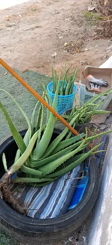 Aloe Vera Plants Collection for Your Garden
