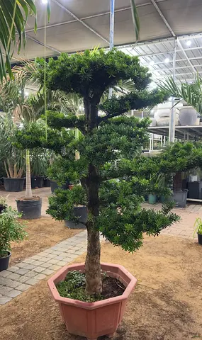 Podocarpus Bonsai – Elegant Evergreen for Indoor  Outdoor Display ~