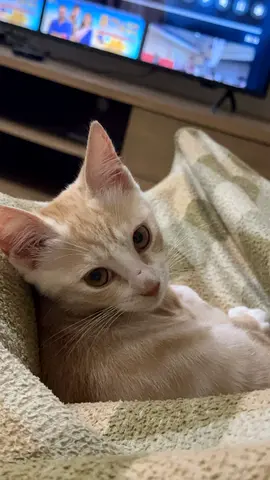 Adorable Domestic Cat Looking for a Loving Home