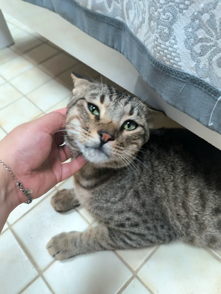 Pets online 873 Pets in Abu Dhabi price list dubizzle Page-12