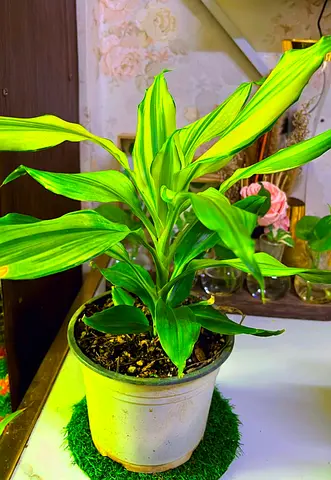 Indoor plant for sale