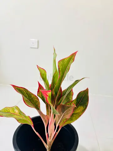 Elegant Indoor Plant to Brighten Up Your Space