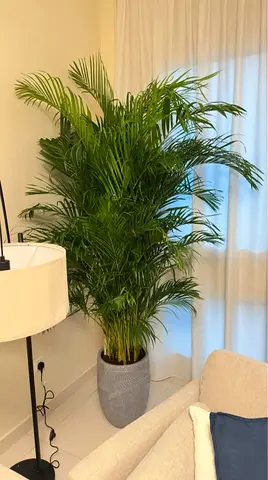 Lush Indoor Potted Palm Plant for a Vibrant Touch