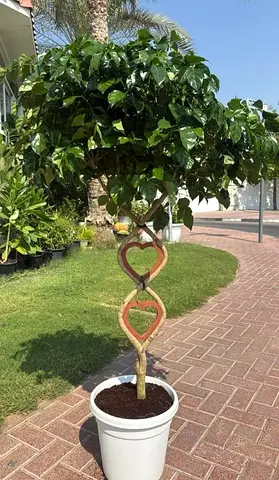 Transform Your Garden with This Beautiful Heart-Shaped Tree!