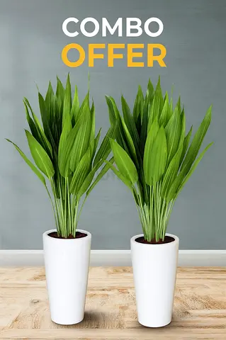 Cast Iron (Aspidistra) Indoor plant combo in Ceramic pot