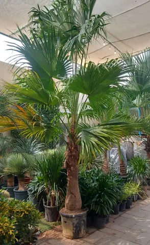 Stunning Indoor Palm Tree for Your Home