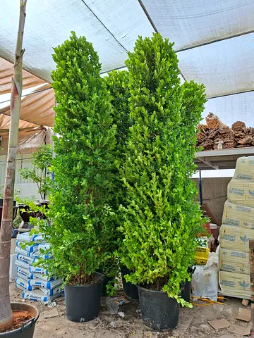 Ficus cone 4 metar tall outdoor Plant for Your Home or Garden