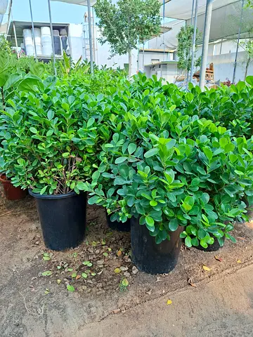 Lush Green outdoor Plant Perfect for Your Home Garden!