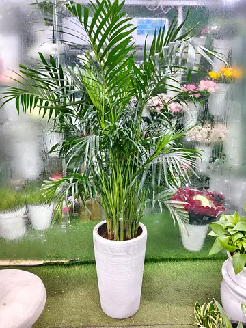 kentia palm