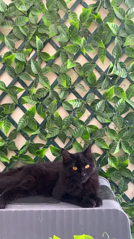 الجيمي -المريجب