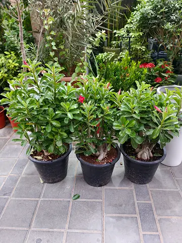 Dessert rose outdoor plant