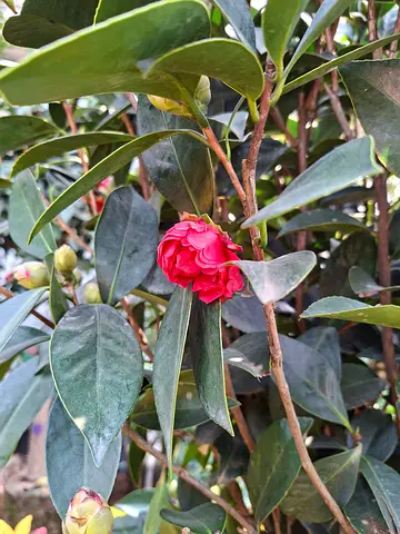 Vibrant Outdoor Plants for Your Home