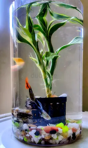 Small Indoor Aquarium with Live Fish, terrariyam