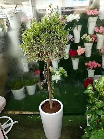Indoor and outdoor plants olive tree