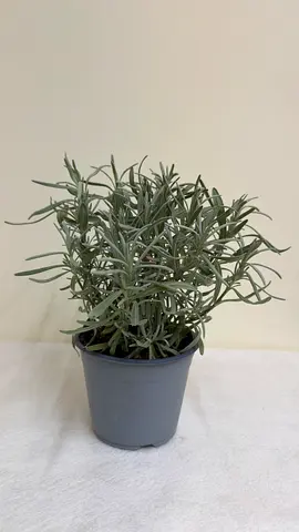 Lavender Plant – Fresh, Fragrant  Ready for Potting