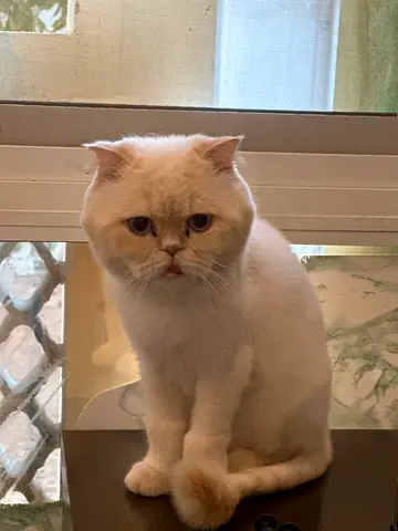 Cute Persian Cat Looking for a Loving Home