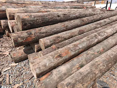 Quality Timber Logs for Your Projects