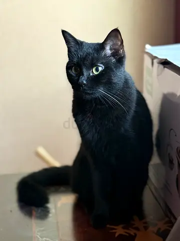 Bombay female Cat for adoption